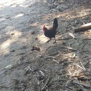 Meet your Posher, Soidur